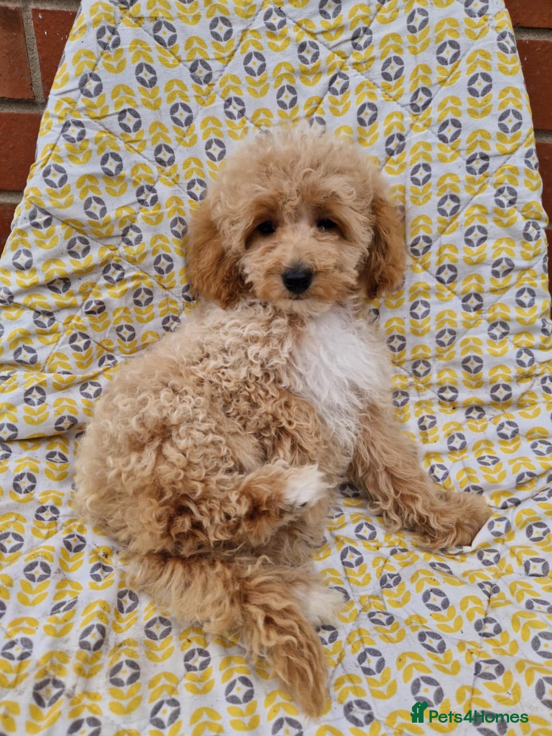 Cockapoo dogs for sale: F1BB Apricot Cockapoo Puppies. - Image 3