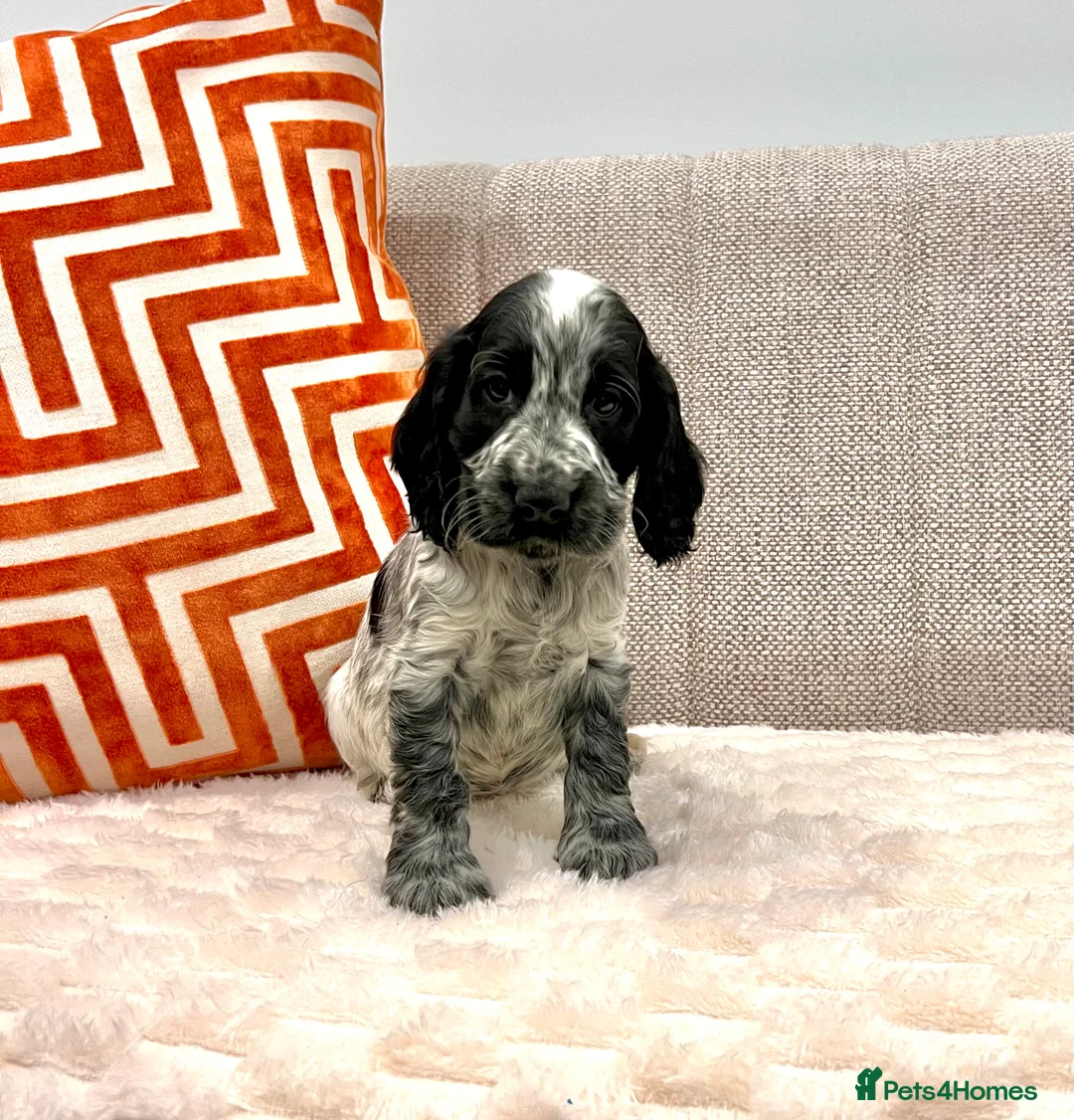 Cocker Spaniel dogs for sale: Show Type Cocker Spaniel Puppies  - Advert 7