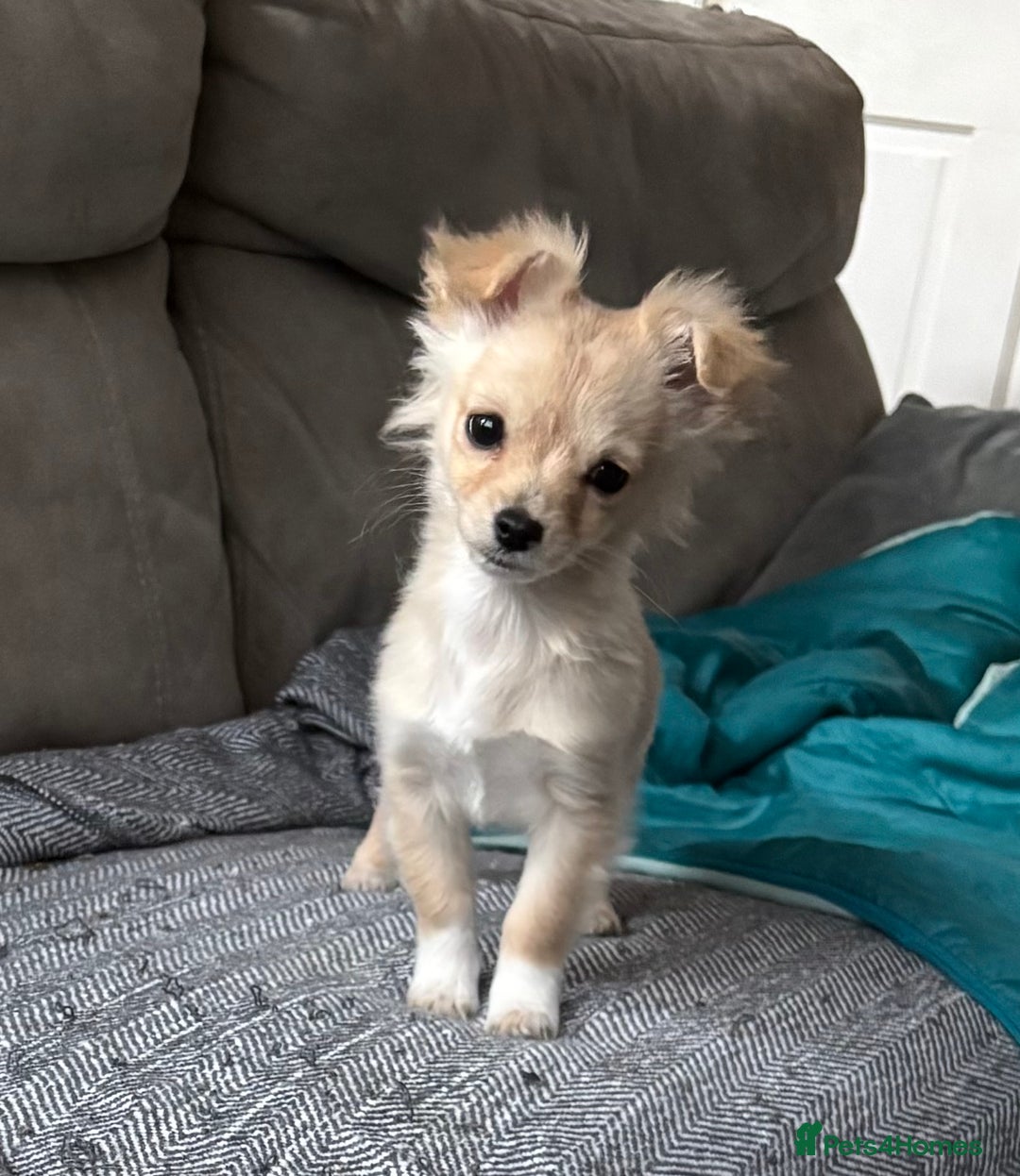 Chihuahua dogs for sale: Two beautiful fluffy chi girls  - Advert 7
