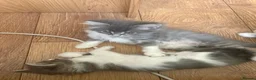 Maine Coon cats for sale: Maincoon kittens  - Advert 7