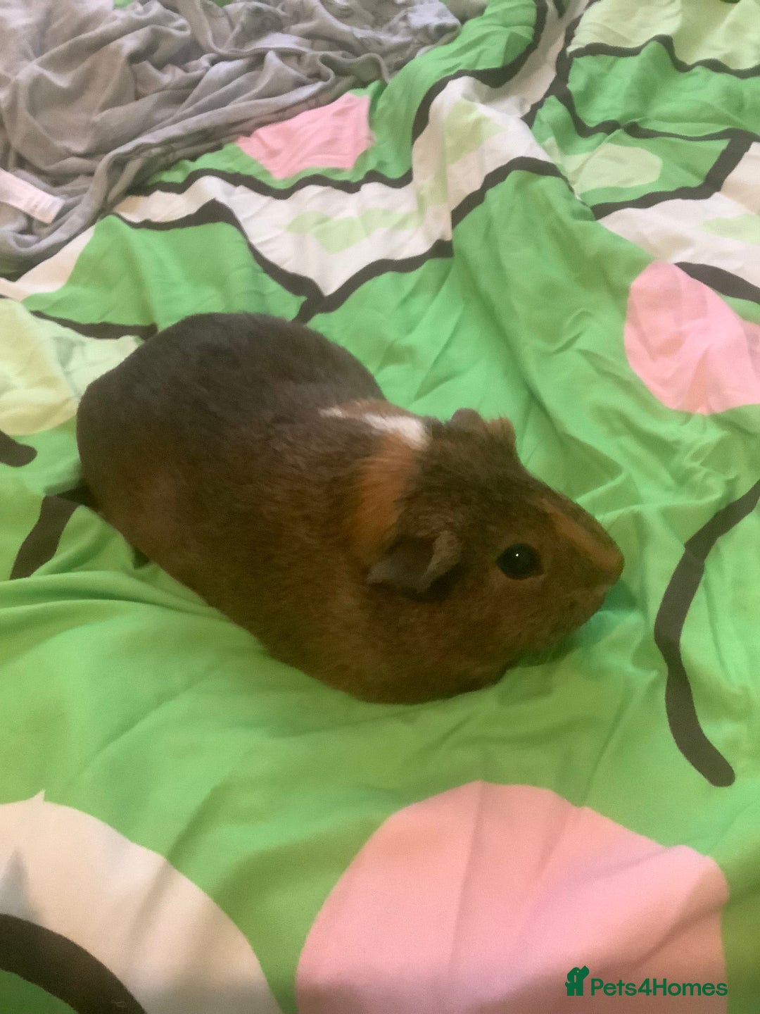Guinea Pig rodents for sale: One female Guinea pig for sale - Image 3