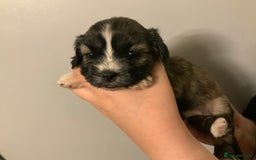 Cava Tzu dogs for sale: Gorgeous F1 Cava Ztu puppies - Image 3