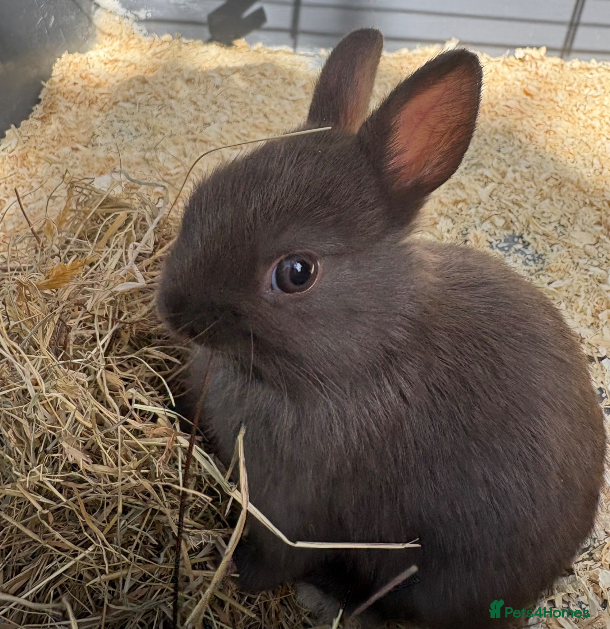 Netherland Dwarf rabbits Pure Netherland Dwarf Babies  - Advert 18