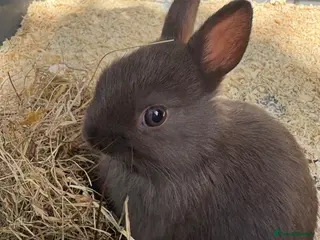 Netherland Dwarf rabbits AVAILABLE NOW FEMALE Netherland Dwarf - Advert 10