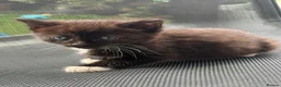 Mixed Breed cats for sale: Sweet little kittens for sale! - Advert 7