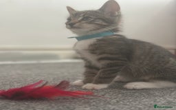 American Shorthair cats for sale: 3 Tabby boy kittens  - Image 4