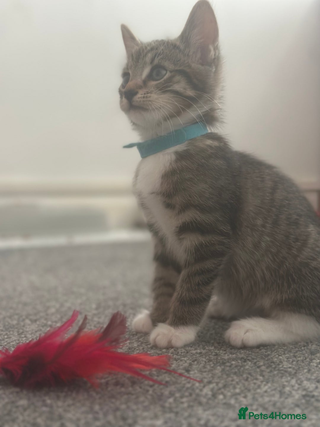 American Shorthair cats for sale: 3 Tabby boy kittens  - Image 4