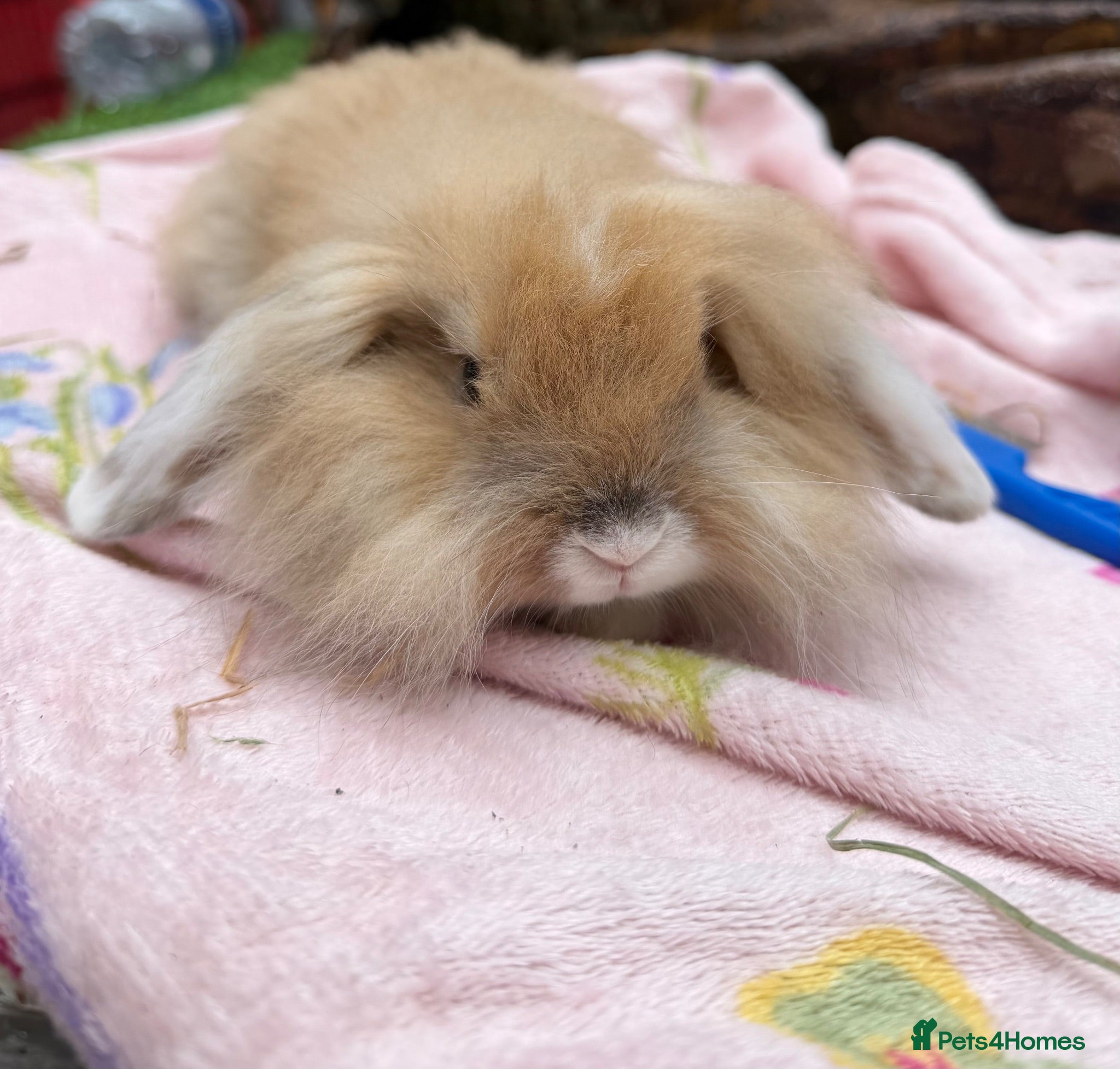 Mini Lion Lop rabbits Ready to leave now Mini lionlop&netherland dwarfs  - Advert 8