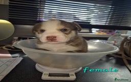Mixed Breed dogs for sale: Husky cross puppies for sale  - Image 4