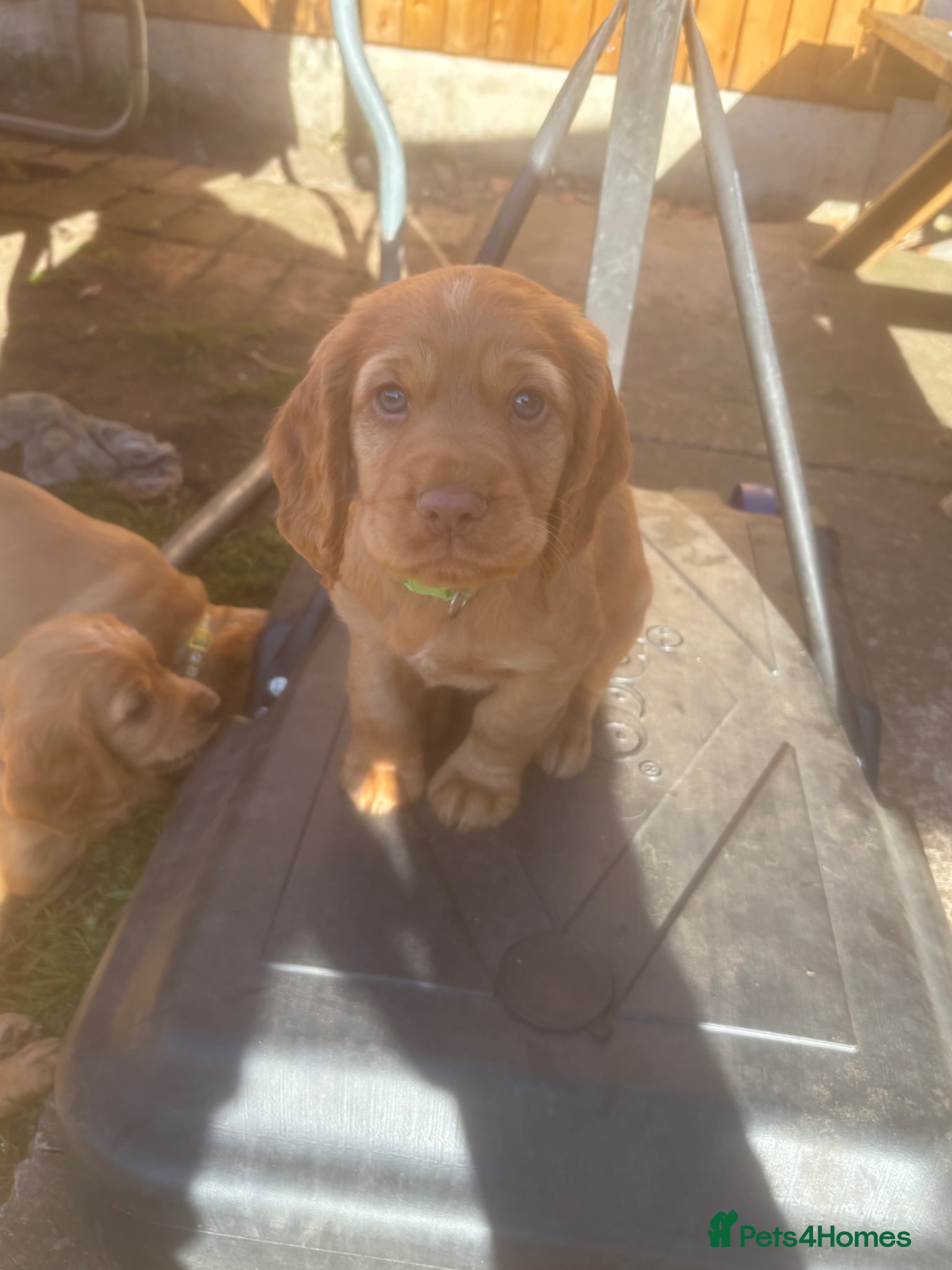 Cocker Spaniel dogs *READY NOW* KC Reg. Working Cocker Spaniels  - Advert 9