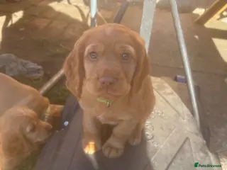 Cocker Spaniel dogs *READY NOW* KC Reg. Working Cocker Spaniels - Advert 9