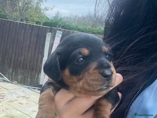 Mixed Breed dogs Doxie poo stunning puppies - Advert 4