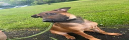 Mixed Breed dogs for sale: Doberman x Malinois x German Shepherd Puppies  - Advert 18