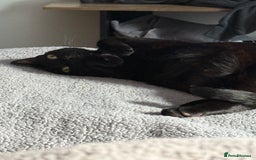British Shorthair cats for sale: 2x all black British short hair cats - Image 1