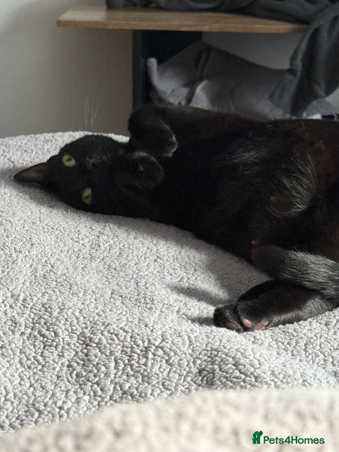 British Shorthair cats for sale: 2x all black British short hair cats - Image 1