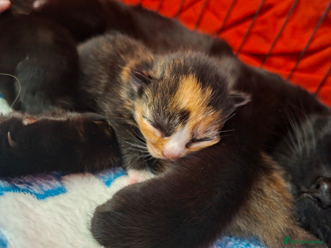 Domestic Shorthair cats for sale: 3 Tortoiseshell & 1 Black Kitten For Sale  - Image 5