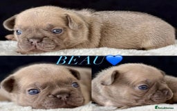 French Bulldog dogs for sale: QUALITY HOME BRED FRENCH BULLDOG PUPPIES - Image 7