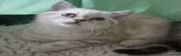 British Shorthair cats for sale: British Shorthair Kittens - Advert 12