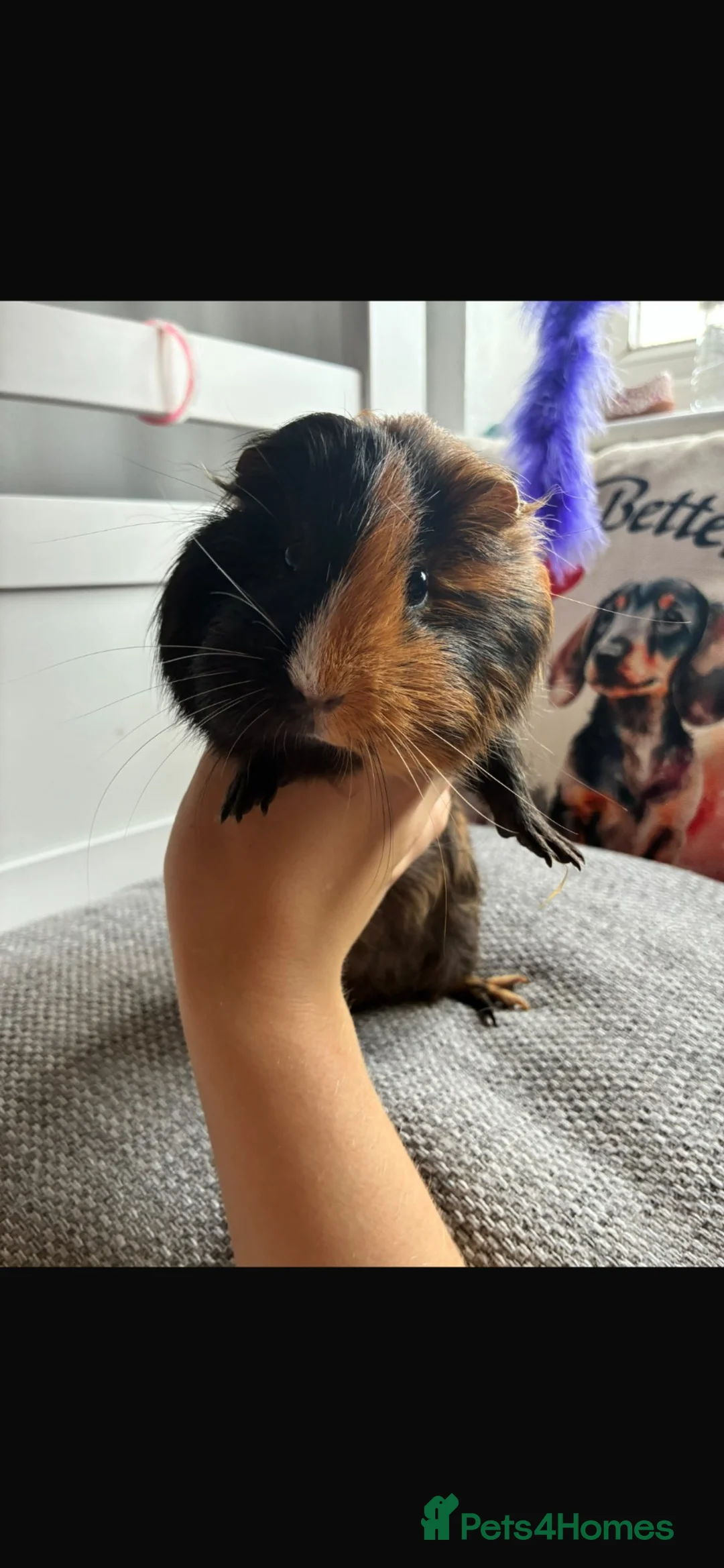 Guinea Pig rodents for sale: Three female Guinea Pigs For Sale £25 each - Advert 2
