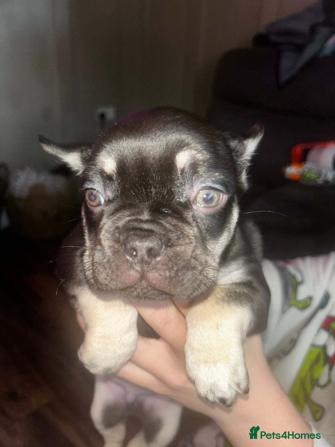 French Bulldog dogs for sale: french bull dog puppies  - Advert 6
