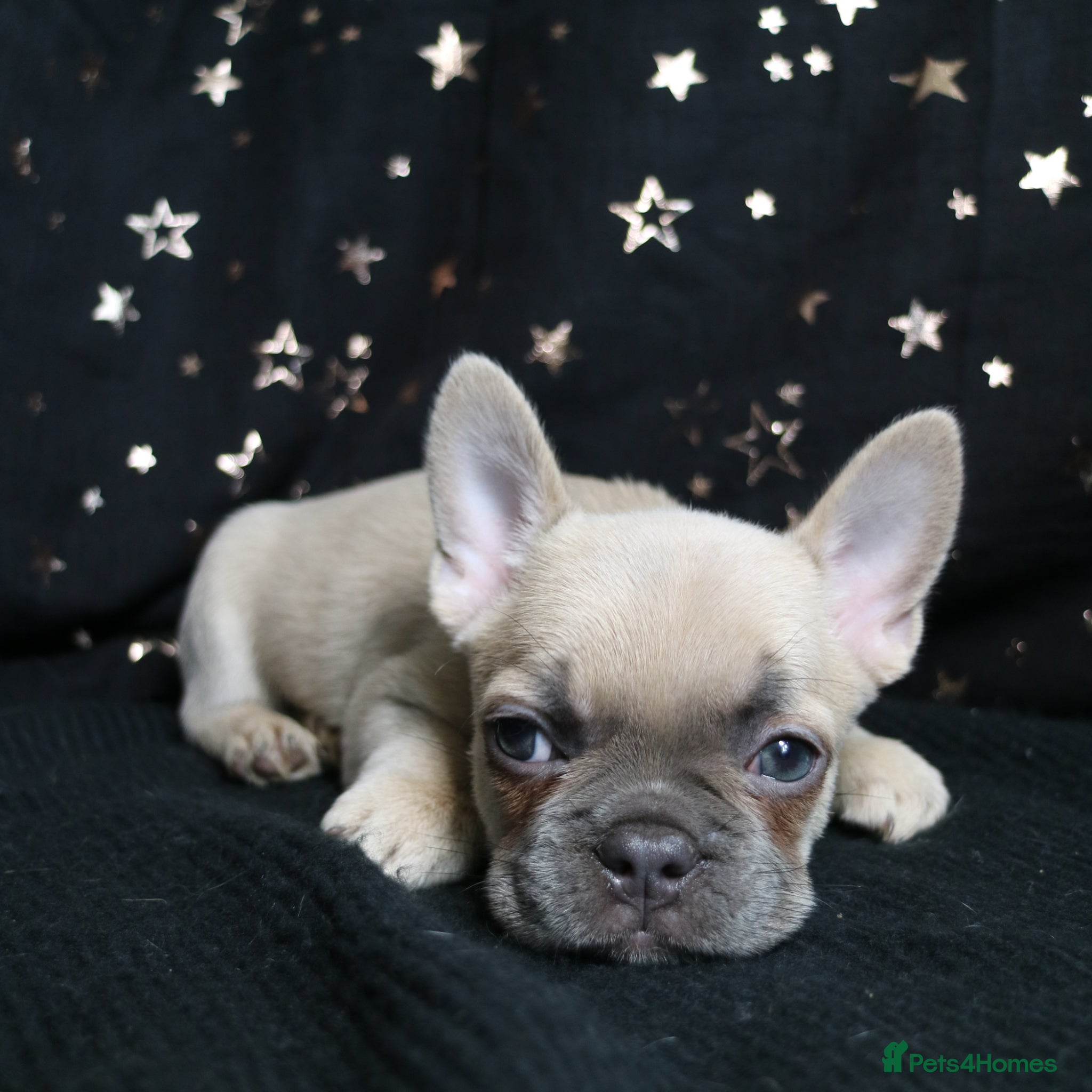 French Bulldog dogs for sale: Happy and health french bulldog puppies  in Braintree - Advert 11