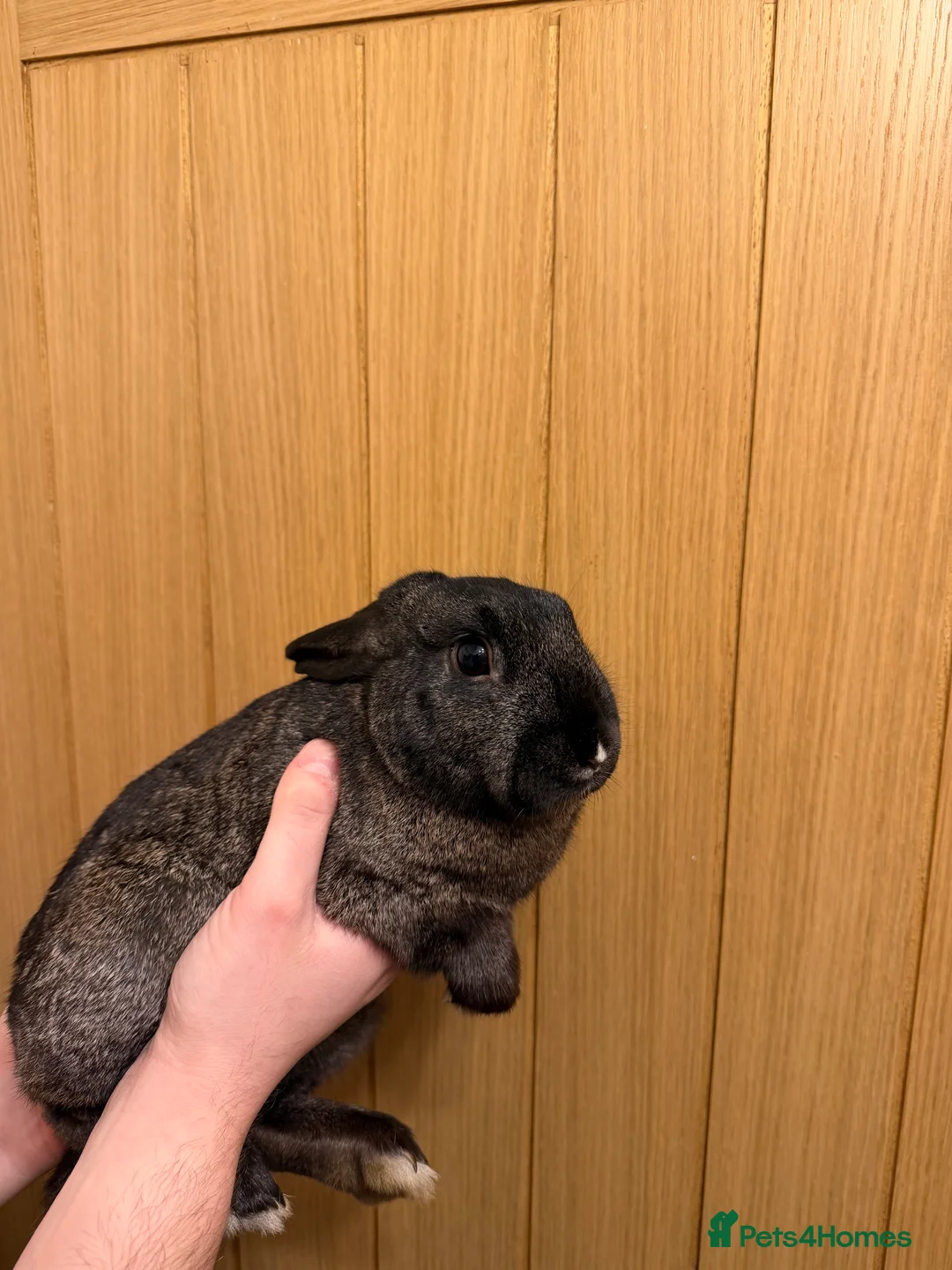 Rex rabbits for sale: Mini Rex Rabbits – Two Female Sisters Available - Advert 4