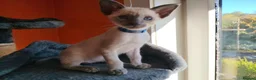 Siamese cats for sale: Gorgeous Siamese kittens!!! - Advert 33