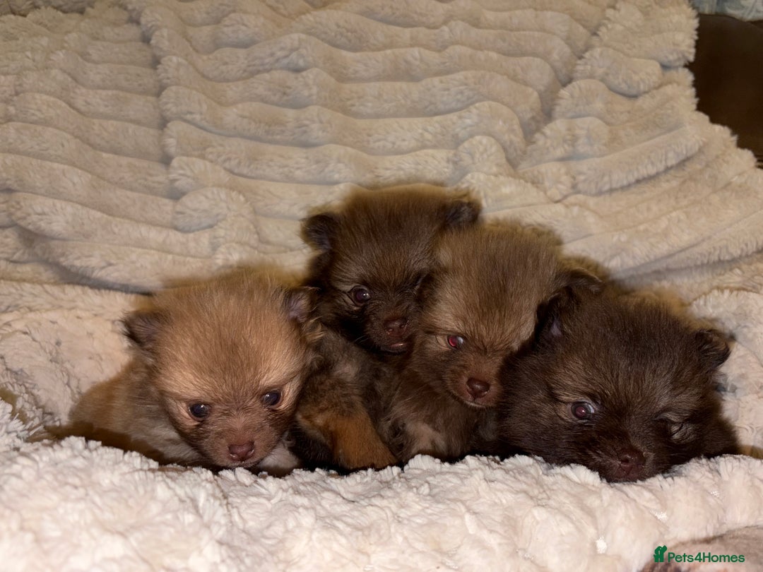 Pomeranian dogs for sale: Adorable Pomeranian puppy’s  - Advert 2
