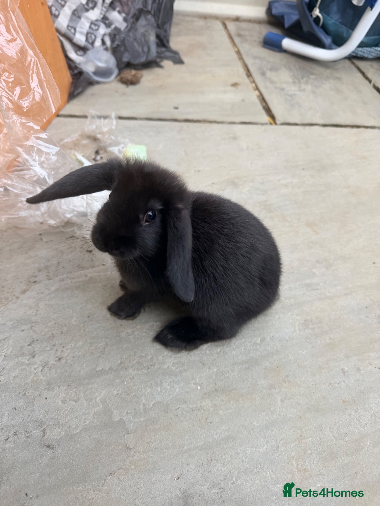 Mini Lop rabbits 1 Gorgeous Mini lop bunny ready to go!  - Advert 20