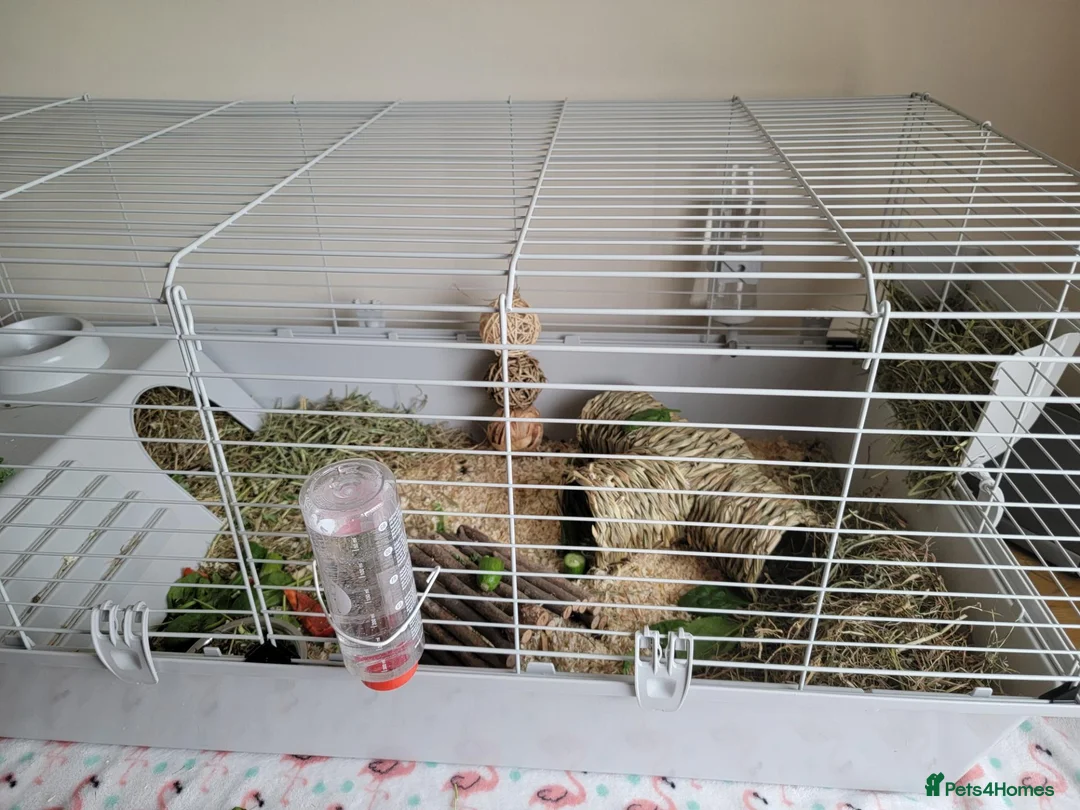 Guinea Pig rodents for sale: 2x male guinea pigs with full set up in Glenrothes - Advert 2