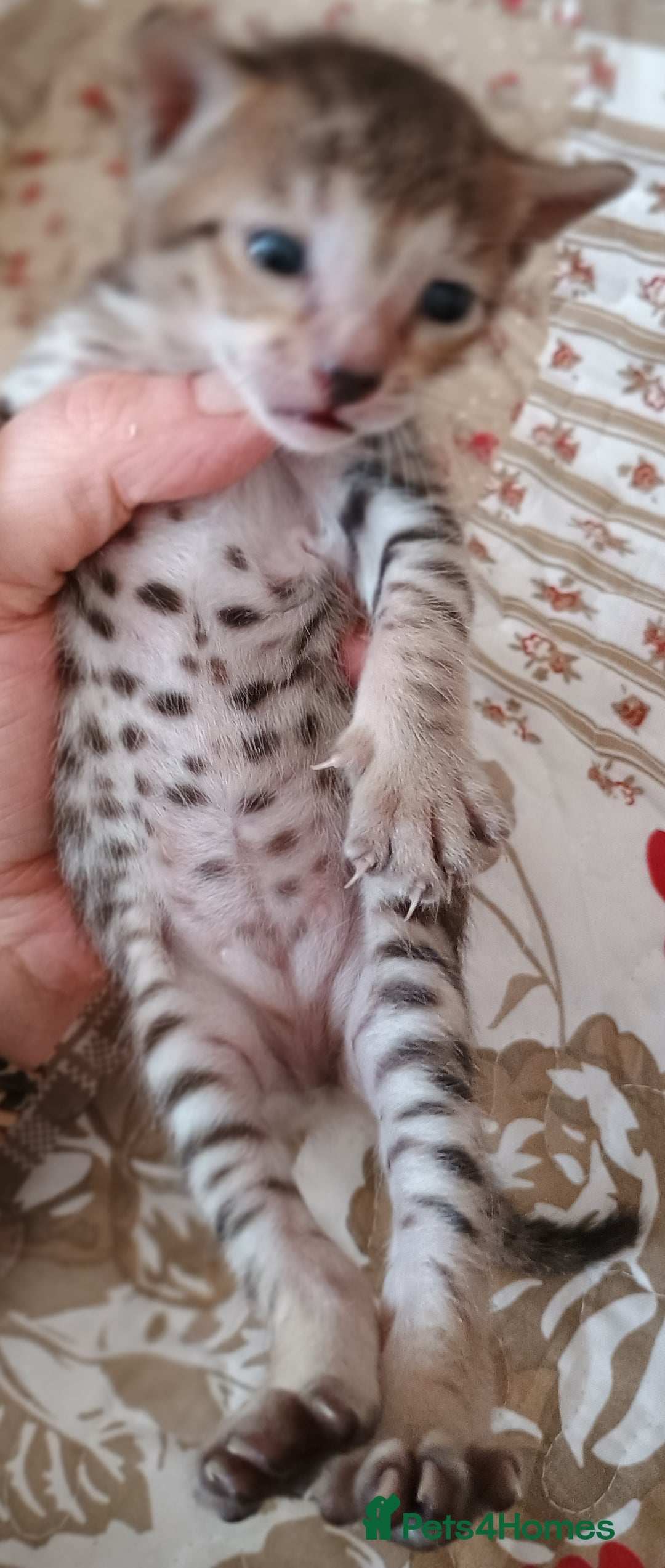 Savannah cats for sale: Gorgeous girl F4 Savannah  - Image 7