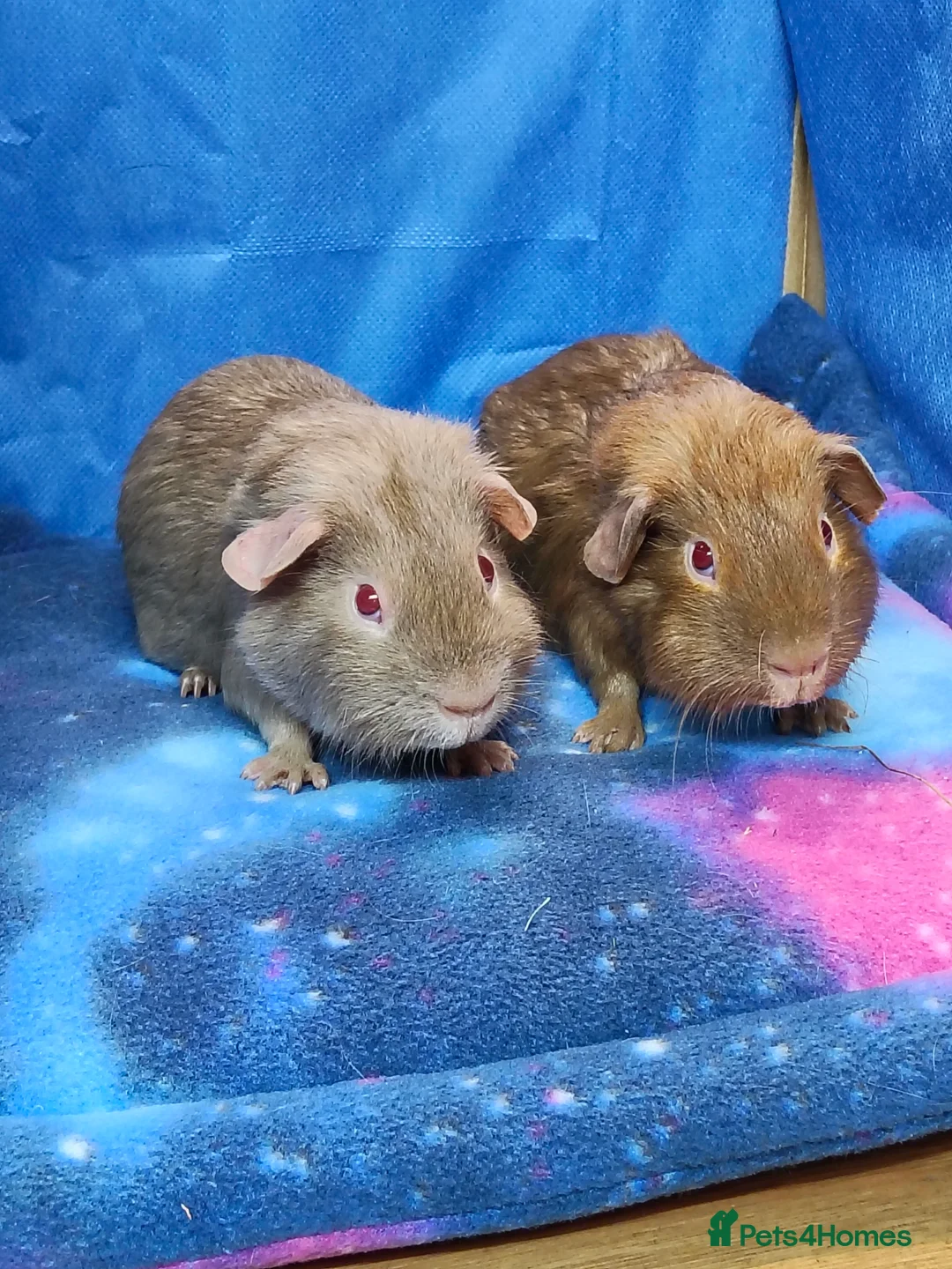 Guinea Pig rodents for sale: Guinea pigs  - Advert 5