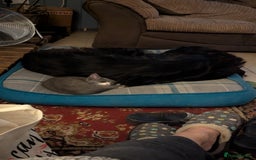 Mixed Breed cats for sale: Mixed breed , Maine coon x rag doll x local tom ! - Image 11