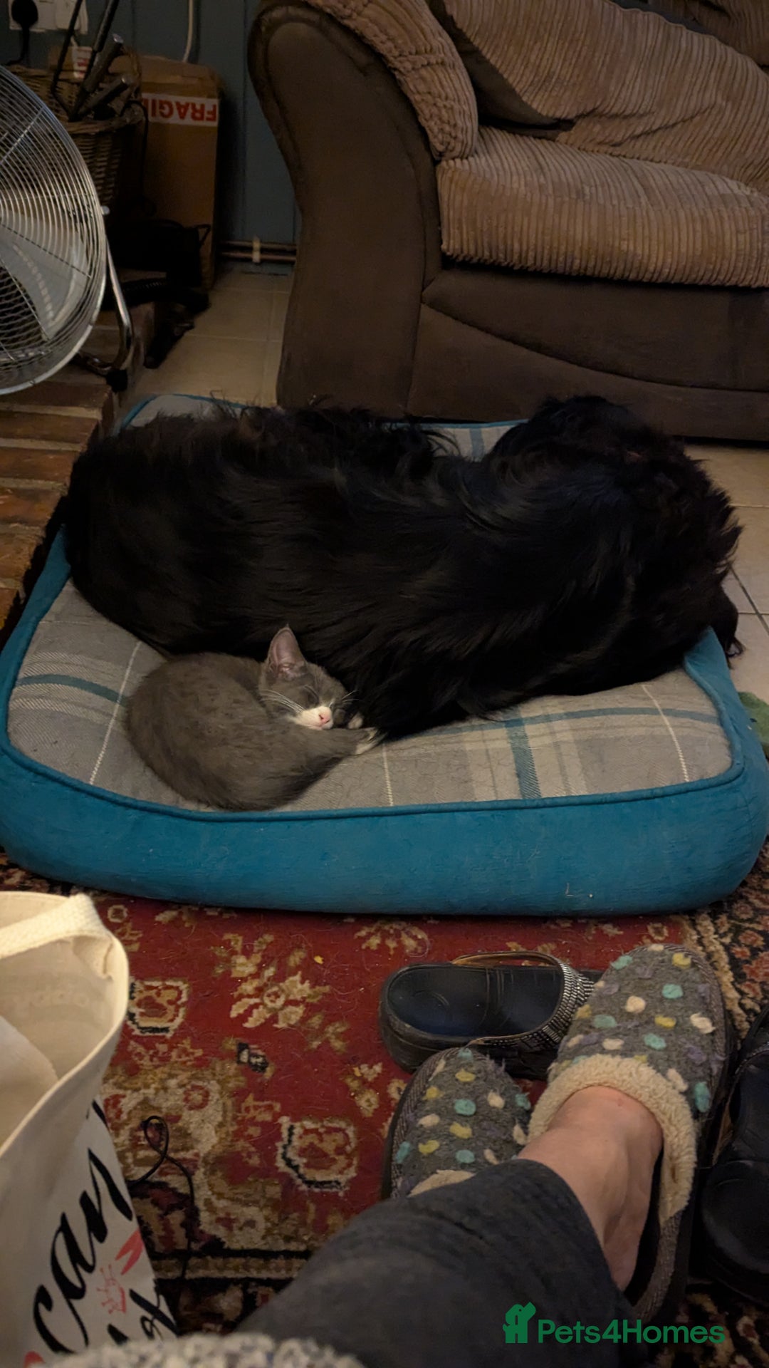 Mixed Breed cats for sale: Mixed breed , Maine coon x rag doll x local tom ! - Image 11