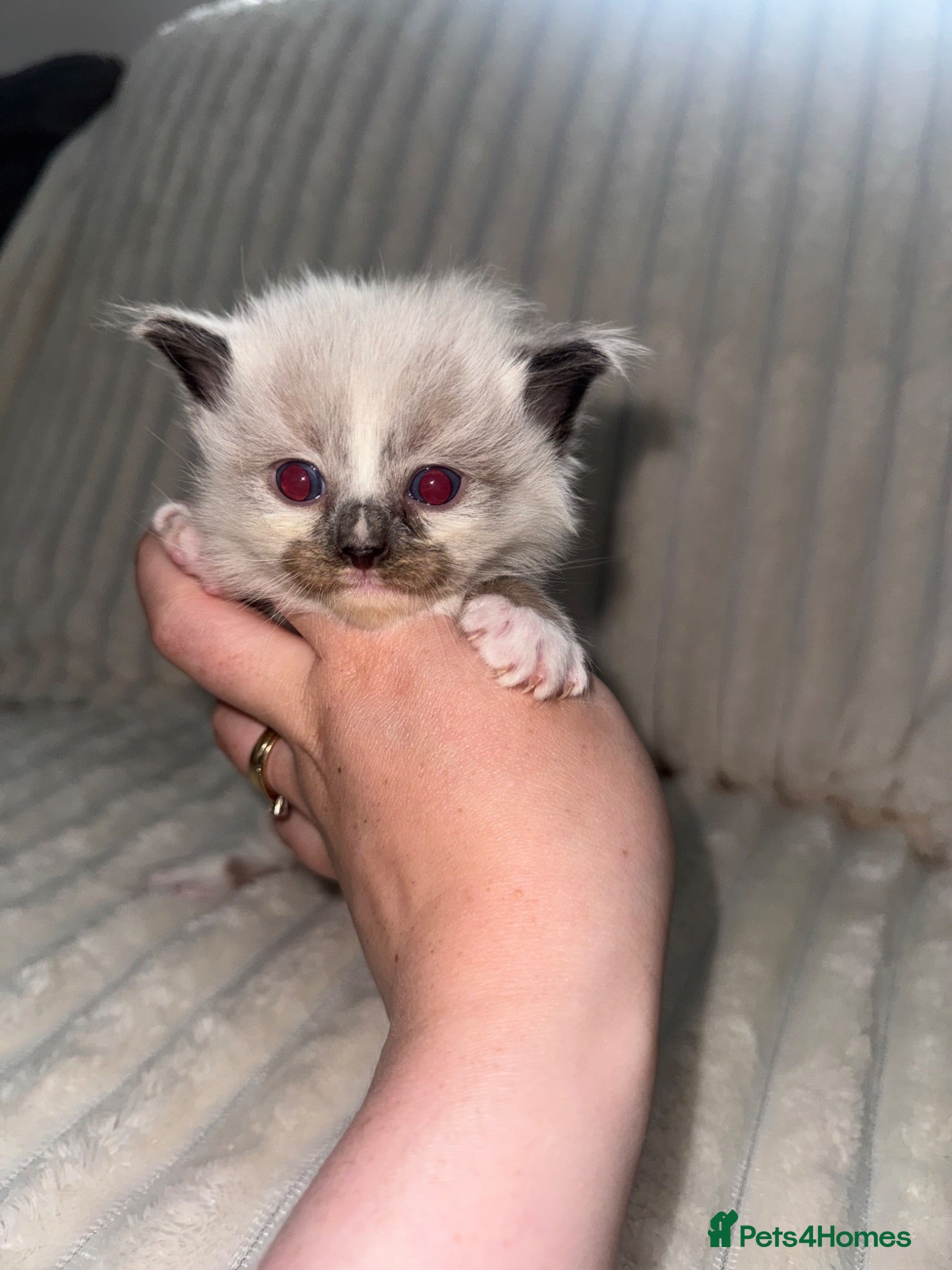 Ragdoll cats Stunning ragdoll kittens  - Advert 4