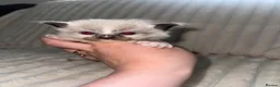 Ragdoll cats for sale: Stunning ragdoll kittens  - Advert 1