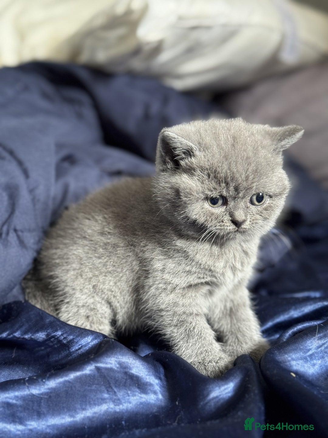 British Shorthair cats for sale: ✨ GCCF/TICA Stunning BSH Kittens – Blue&Bicolour ✨ - Image 14