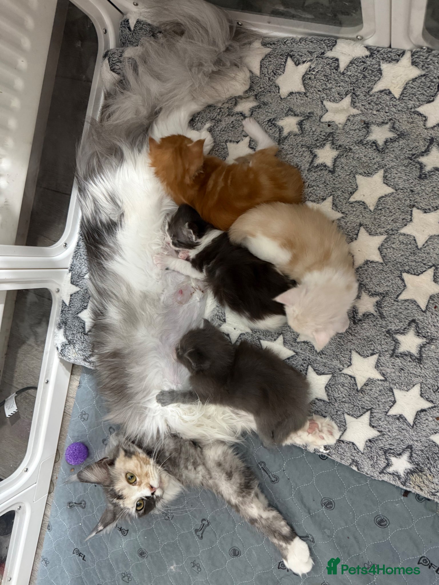Maine Coon cats Maine coon kittens Tica registered parents  - Advert 2