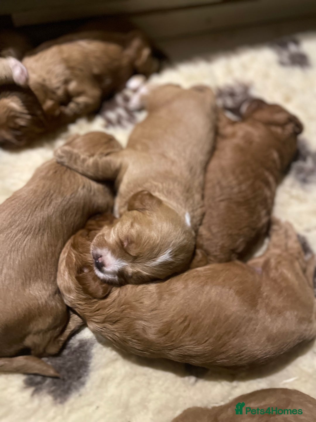 Mixed Breed dogs for sale: Beautiful litter of Australian labradoodles  - Advert 6