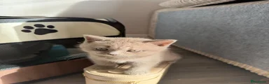 British Shorthair 1