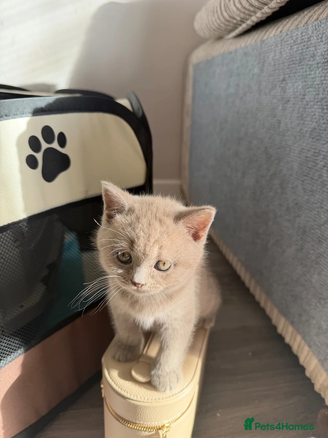 British Shorthair cats for sale: Grey British Shorthair Kittens  in London - Advert 2