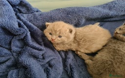 British Shorthair cats for sale: British Shorthair/Scottish Fold - 2 Grey Avail - Image 9
