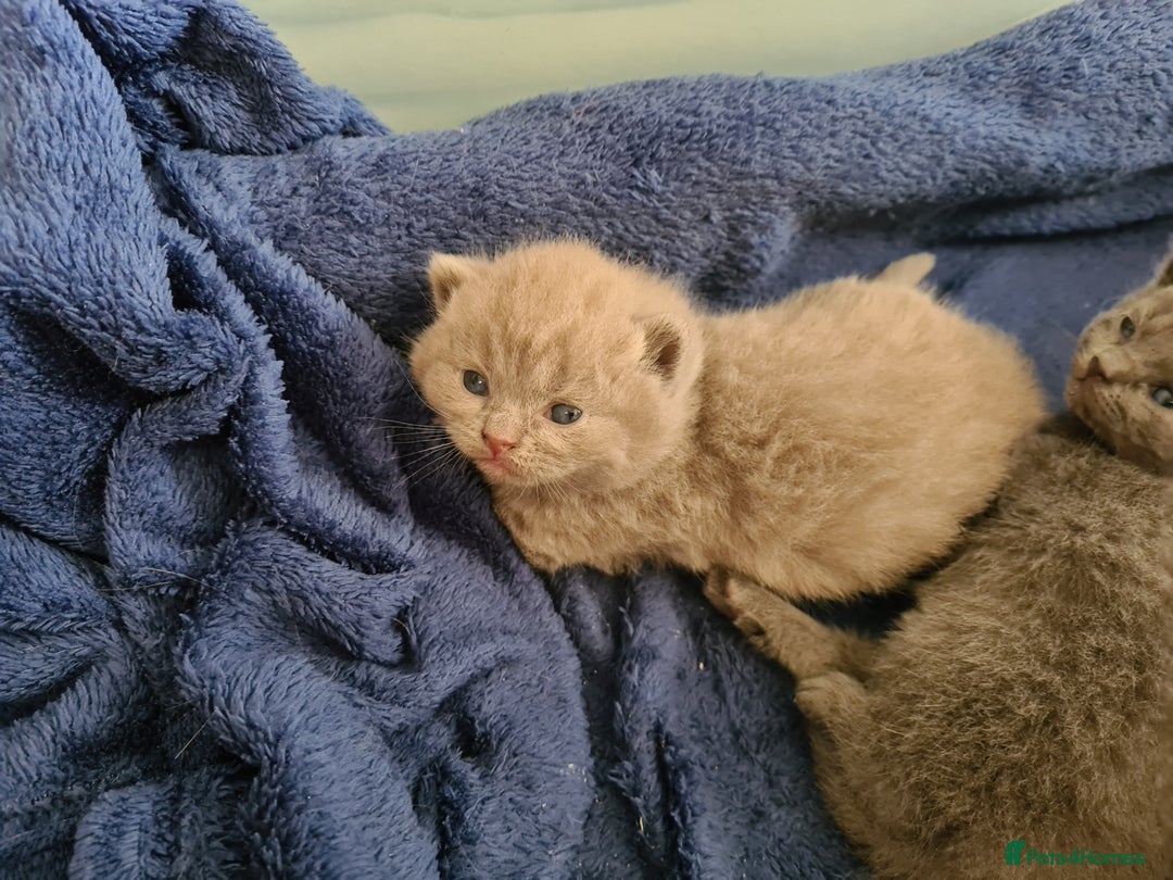 British Shorthair cats for sale: British Shorthair/Scottish Fold - 2 Grey Avail - Image 9