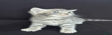 Mixed Breed Kitten 1