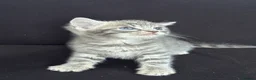 Mixed Breed cats for sale: 7 stunning kittens  - Advert 8