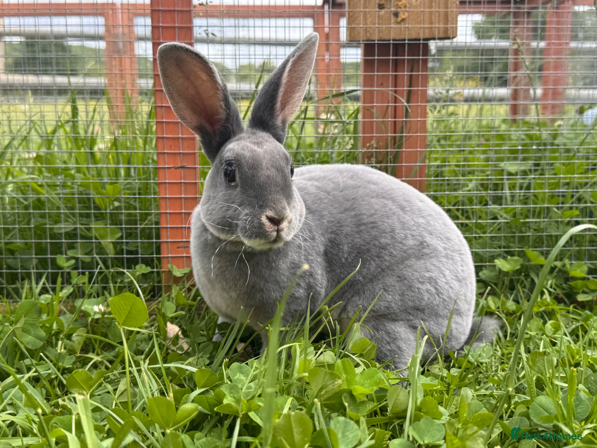 Rex rabbits Pedigree velvet Rex available  - Advert 2