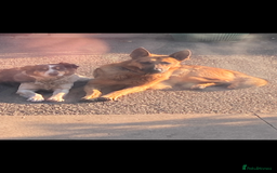 German Shepherd dogs for sale: Big chunky GSD X Collie pups ready now. - Image 9