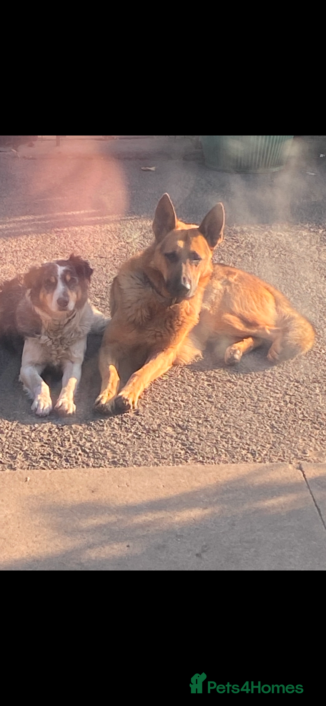 German Shepherd dogs for sale: Big chunky GSD X Collie pups ready now. - Image 9