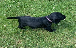 Cocker Spaniel dogs for sale: Kennel Club registered working cockers  - Image 24