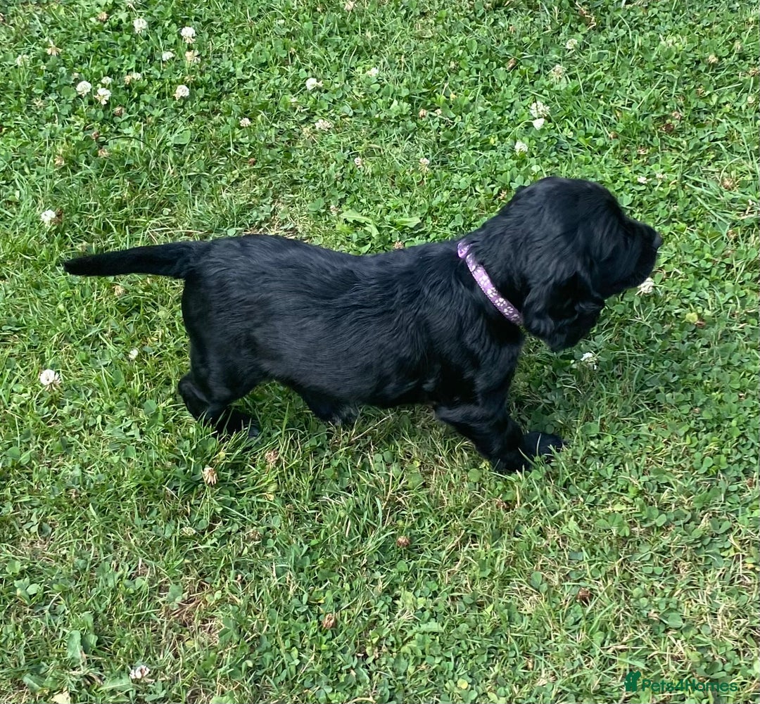 Cocker Spaniel dogs for sale: Kennel Club registered working cockers  - Image 24